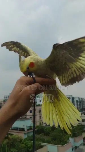 চিনা মুন ককাটেল