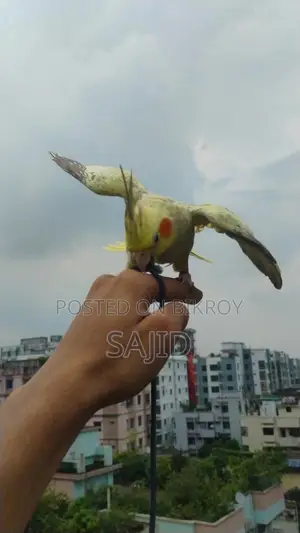 চিনা মুন ককাটেল