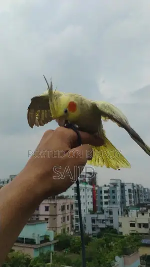 চিনা মুন ককাটেল