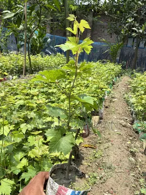 আঙ্গুরের চারা
