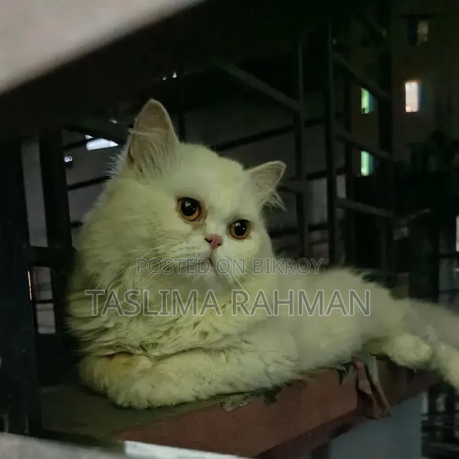 1+ Year Male Purebred Persian