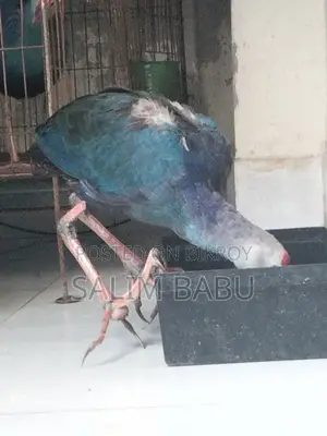 A Pair of Purple Swamphen (Kalim) Birds
