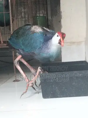 A Pair of Purple Swamphen (Kalim) Birds
