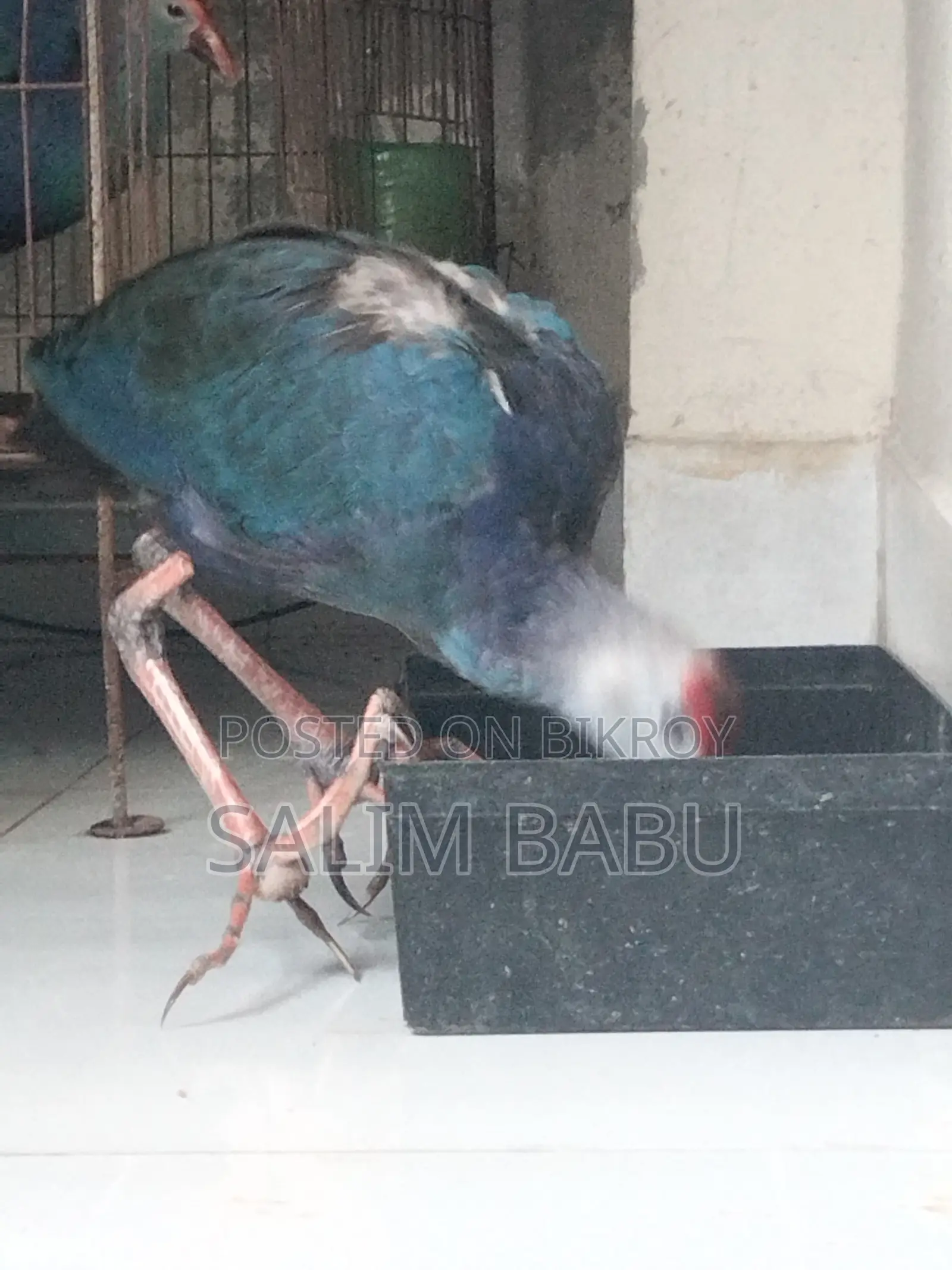 A Pair of Purple Swamphen (Kalim) Birds