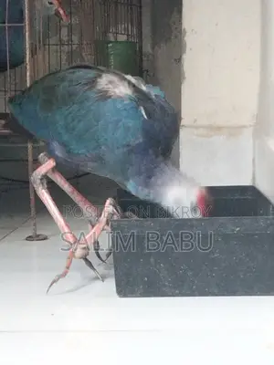A Pair of Purple Swamphen (Kalim) Birds
