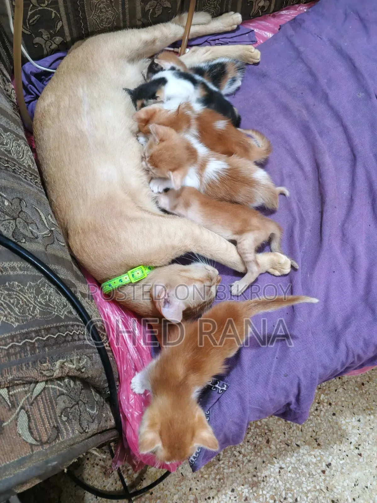 Adopt a Beautiful Kitten for Free