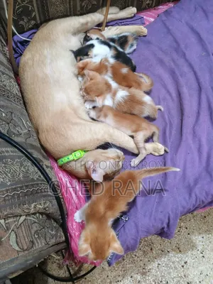 Adopt a Beautiful Kitten for Free