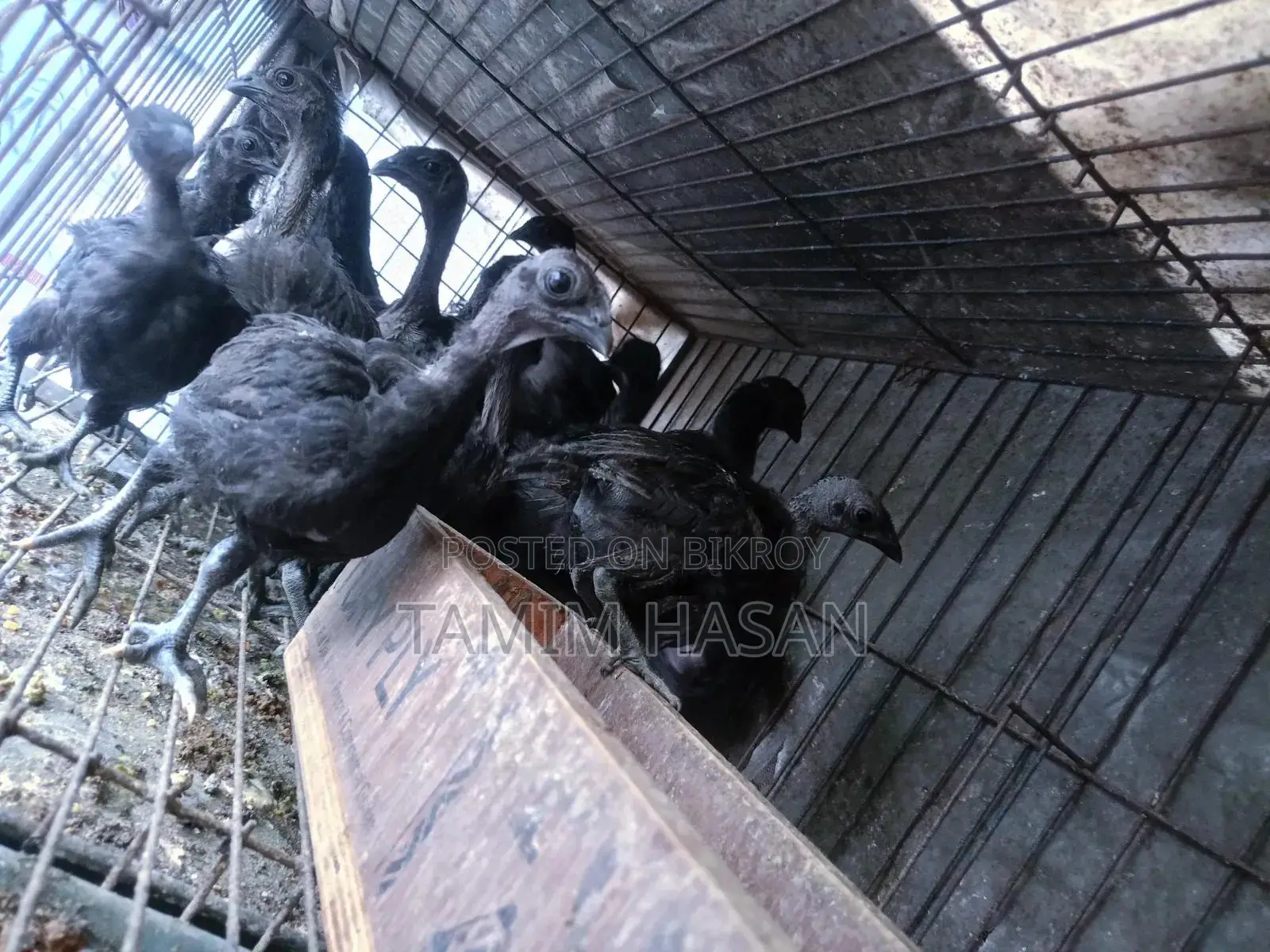 Kadaknath Chicks