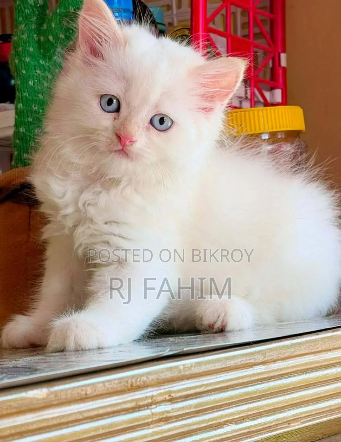 1-3 Months Female Purebred Persian