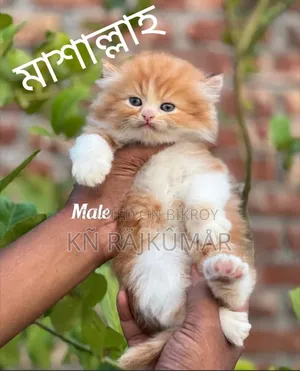 1-3 Months Female Purebred Persian