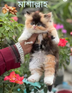 1-3 Months Female Purebred Persian
