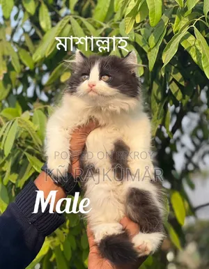 1-3 Months Female Purebred Persian