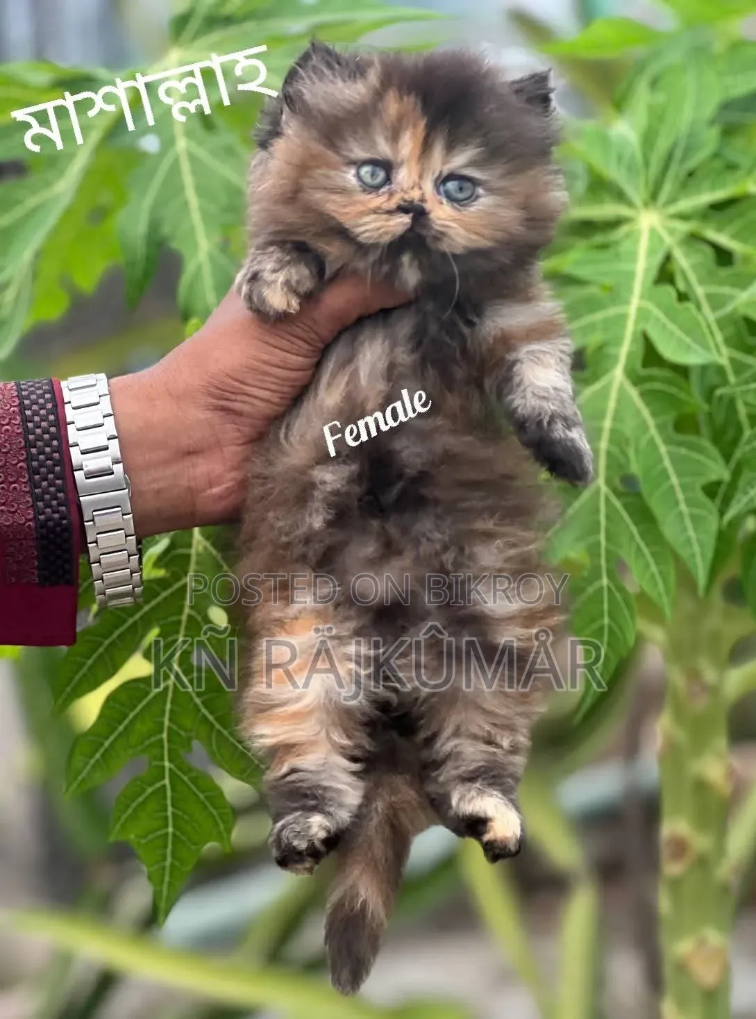 1-3 Months Female Purebred Persian