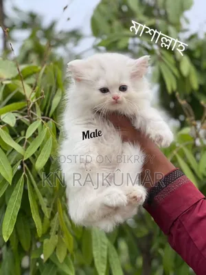1-3 Months Female Purebred Persian