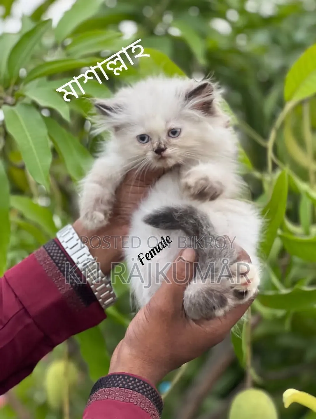 1-3 Months Female Purebred Persian