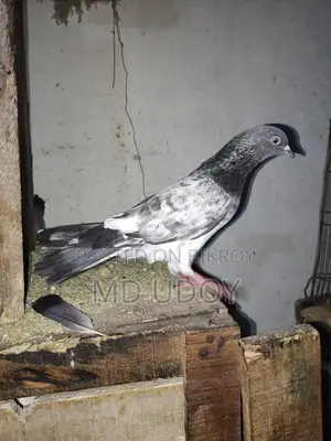 Pakistani Pigeon