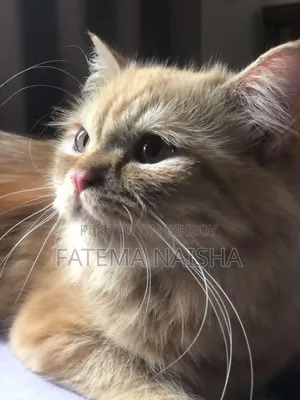 ১+ বছরের খাঁটি পার্সিয়ান বিড়াল