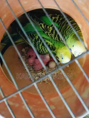 বাজরিগার অ্যাডাল্ট জোড়া