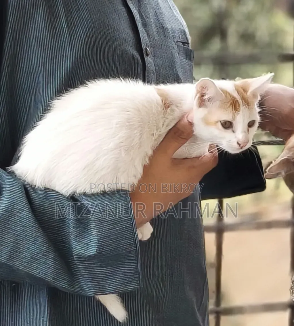 3-6 Months Female Mixed Breed Bengal