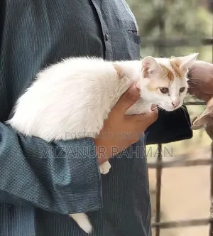 3-6 Months Female Mixed Breed Bengal