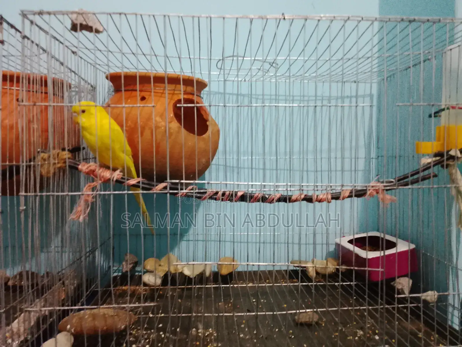 এক পিস বাজিগর পাখি খাঁচা সহ ফুল সেটআপ