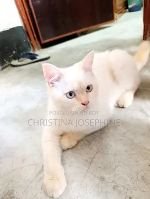 ৩-৬ মাস বয়সী পুরুষ পিওরব্রেড পার্সিয়ান