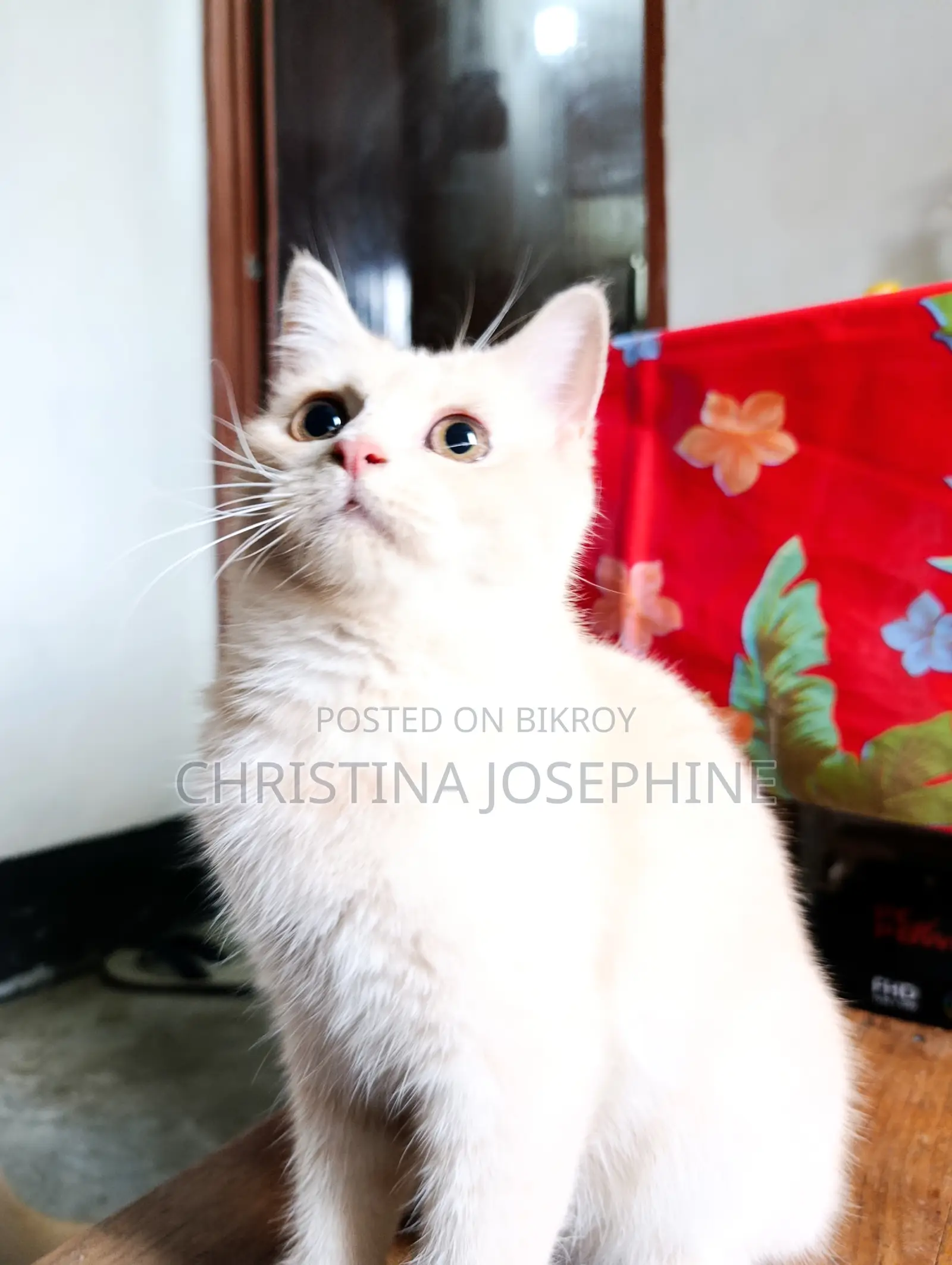 3-6 Months Female Purebred Persian