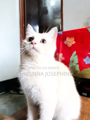 3-6 Months Female Purebred Persian