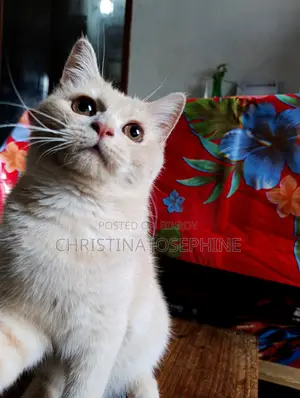 3-6 Months Female Purebred Persian