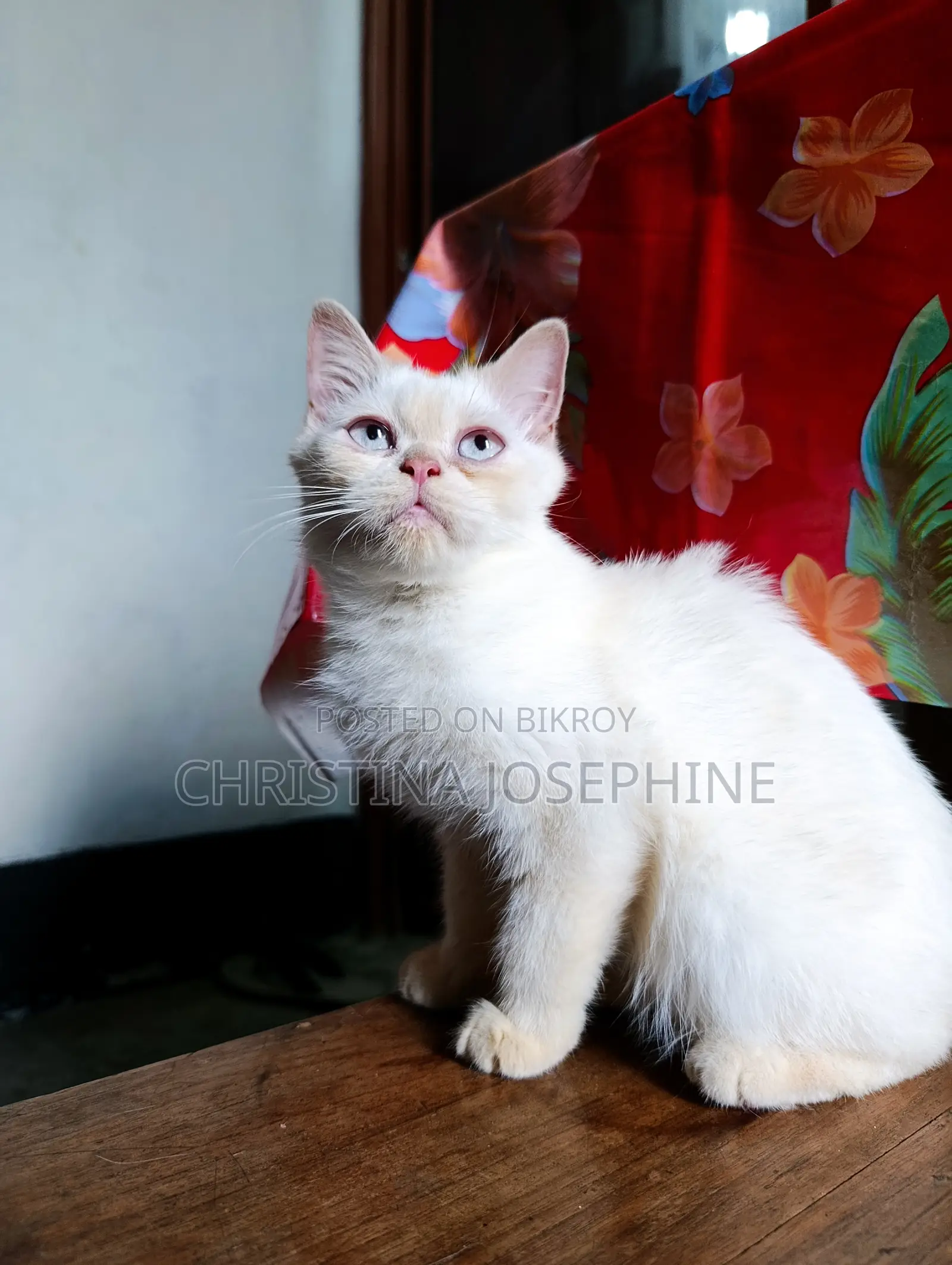 3-6 Months Female Purebred Persian