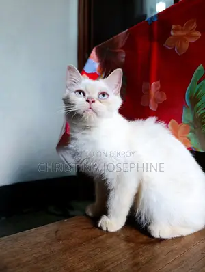 ৩-৬ মাস বয়সী নারী পিওরব্রেড পার্সিয়ান