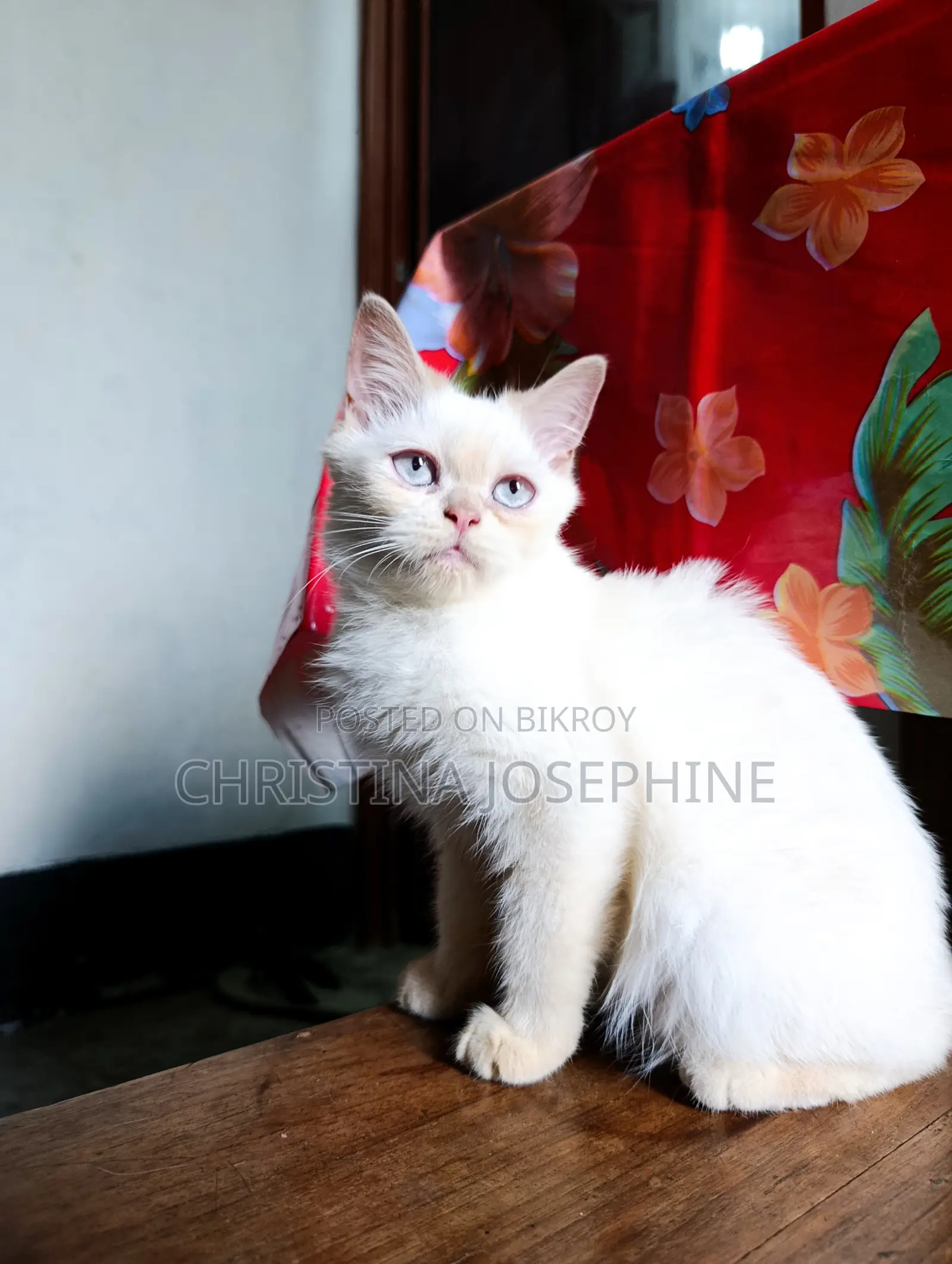 3-6 Months Female Purebred Persian
