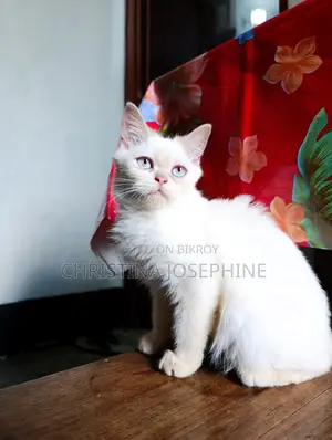 3-6 Months Female Purebred Persian