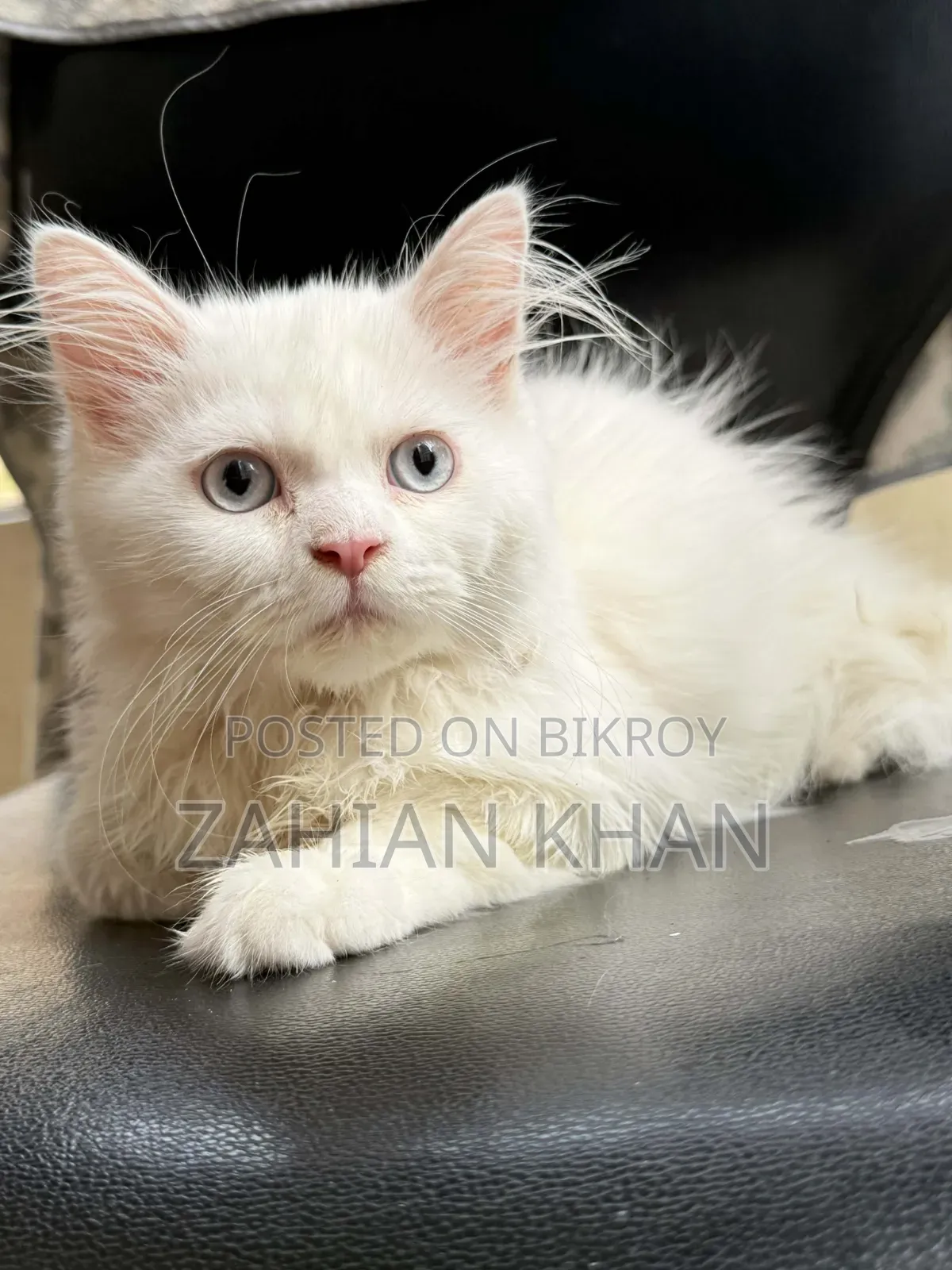 3-6 Months Male Purebred Persian