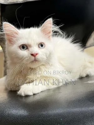 3-6 Months Male Purebred Persian