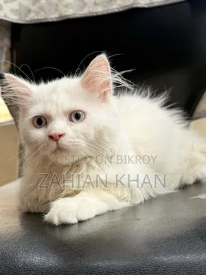 3-6 Months Male Purebred Persian