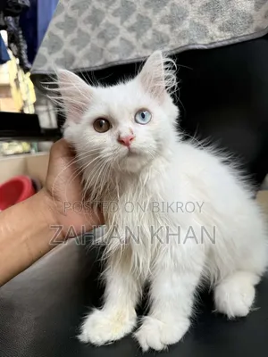 3-6 Months Male Purebred Persian