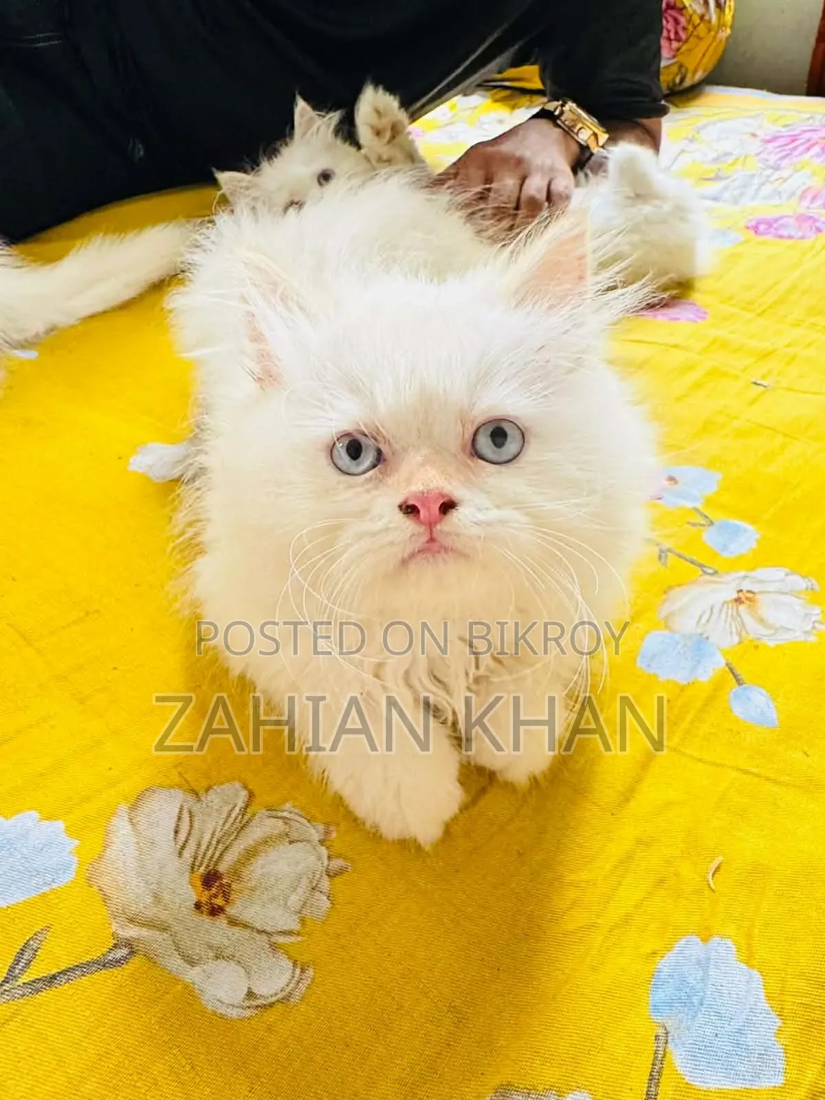 3-6 Months Male Purebred Persian