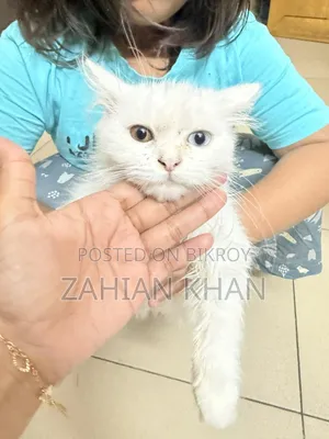 3-6 Months Male Purebred Persian