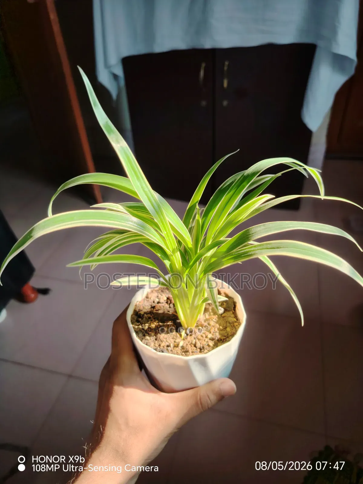 ইন্ডর প্লান্ট
