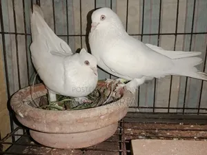 White Choina Chidal Runing Pair
