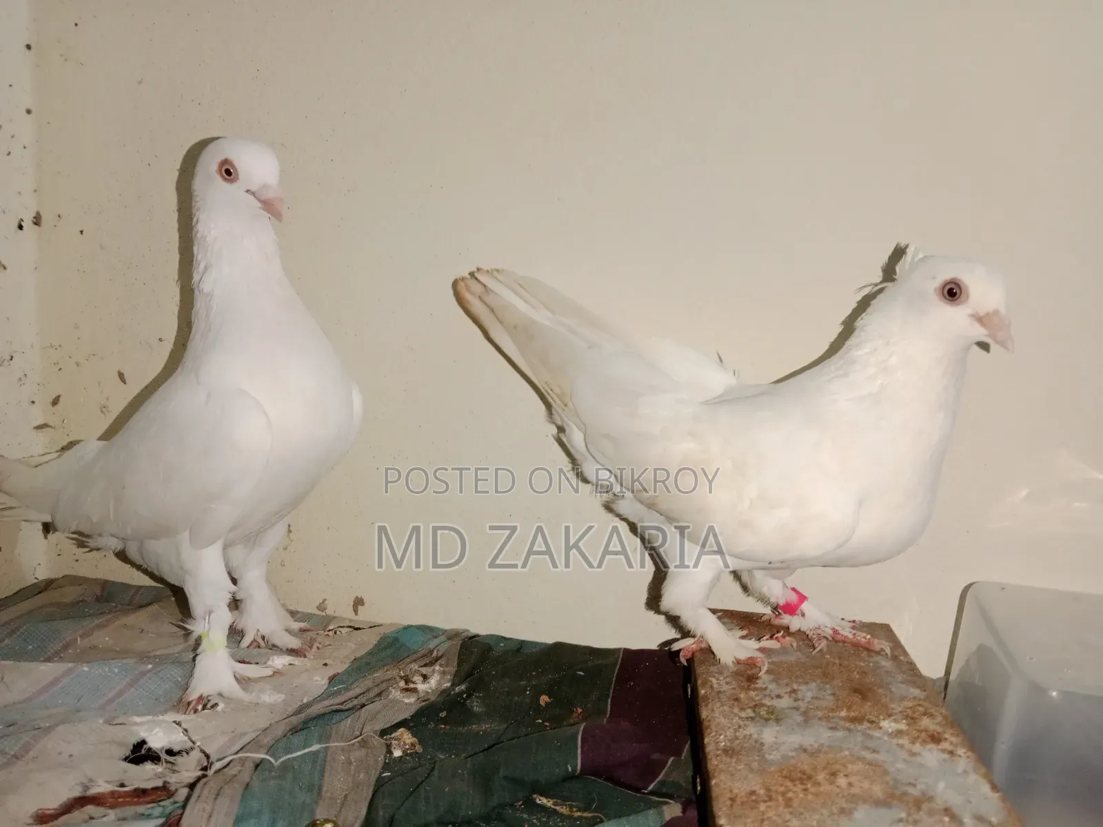 White Choina Chidal Runing Pair