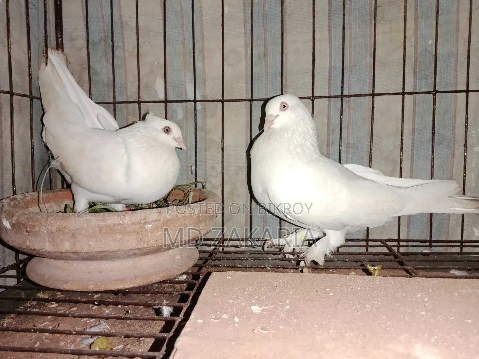White Choina Chidal Runing Pair