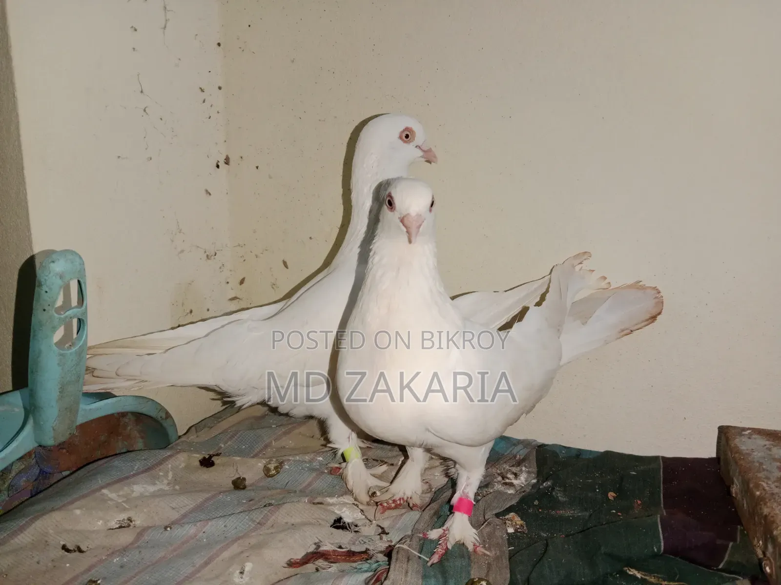 White Choina Chidal Runing Pair