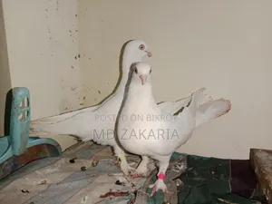 White Choina Chidal Runing Pair