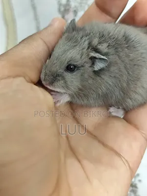 রাশিয়ান ডোয়ার্ফ হ্যামস্টার