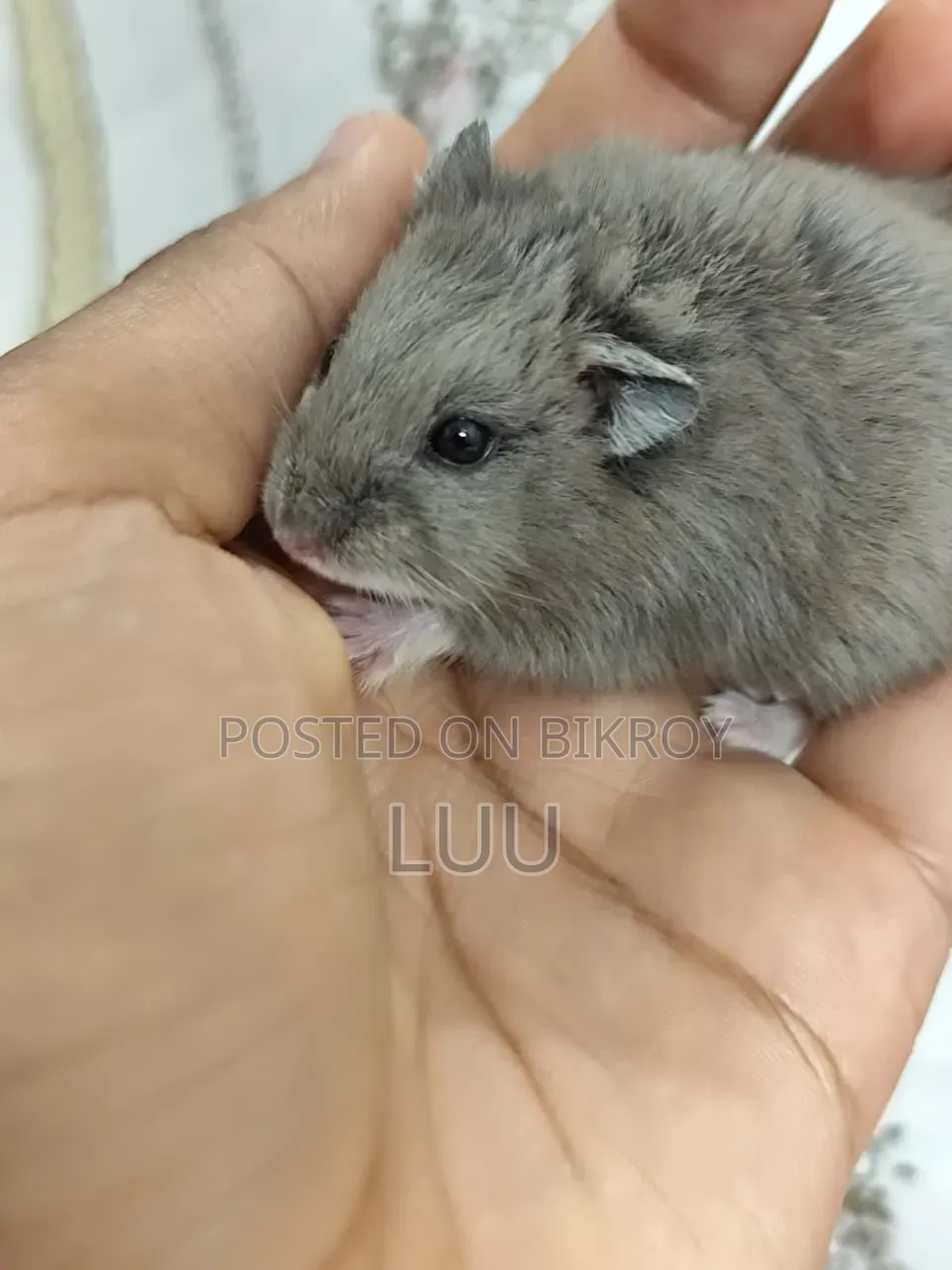 Russian Dwarf Hamster