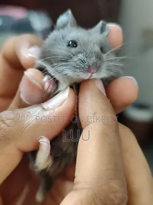 Russian Dwarf Hamster