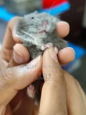 Russian Dwarf Hamster