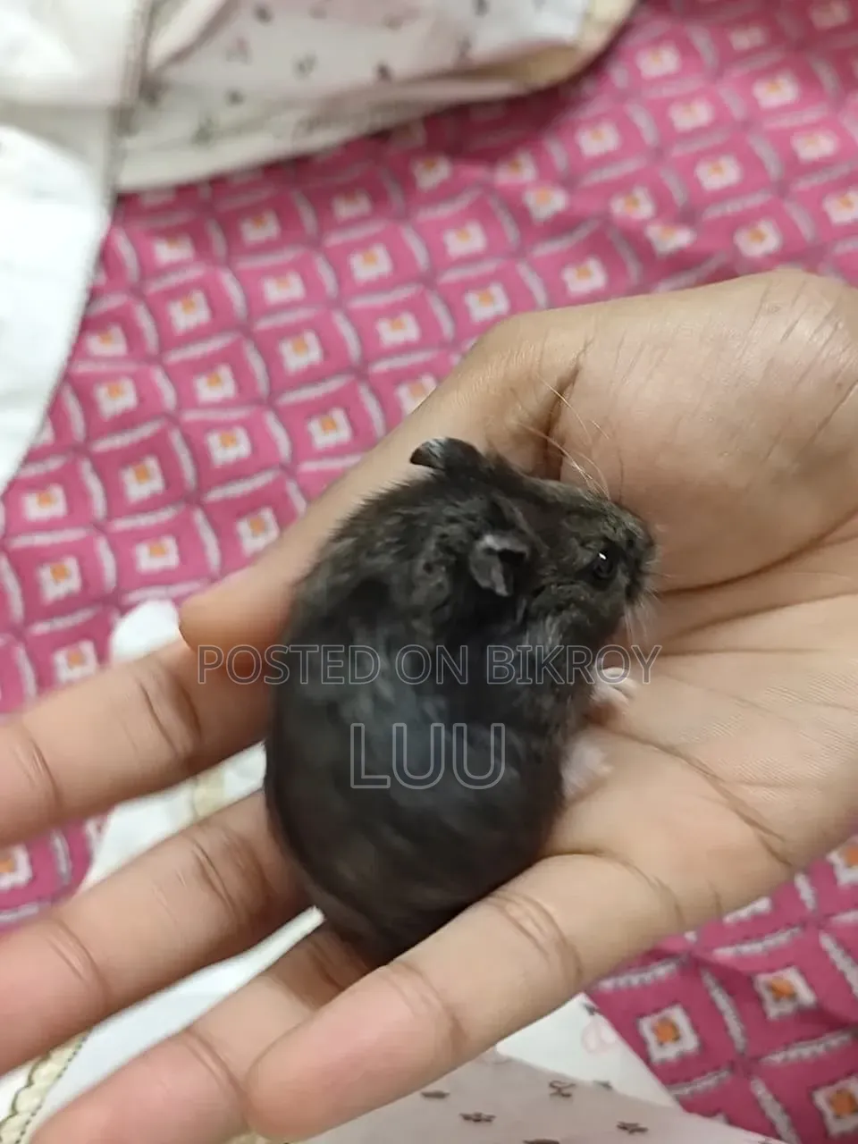 Russian Dwarf Hamster